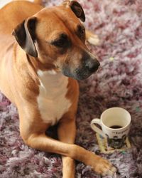 Portrait of dog sitting on coffee cup