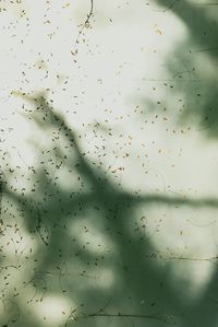 Full frame shot of plants seen through window