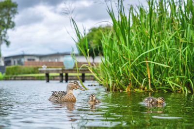 Ducks swimming in lake