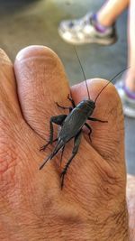 Close-up of insect on hand