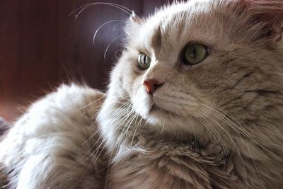 Close-up portrait of cat