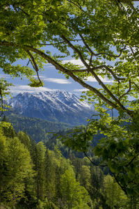 Scenic view of green landscape and mountains