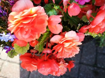 Close-up of red flowering plant