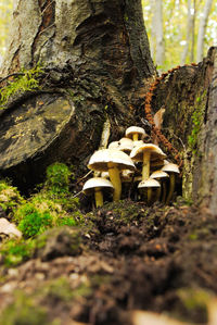 Close-up of mushrooms growing on tree trunk