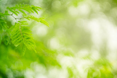 Close-up of fresh green leaves