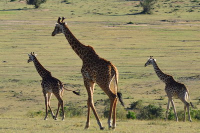 Giraffe standing on field