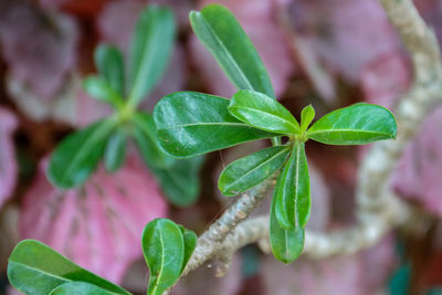 Close-up of plant