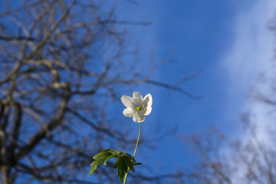 Low angle view of white flowers blooming against sky