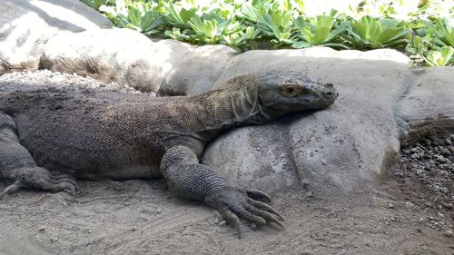 Close-up of lizard