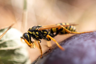 Close-up of insect