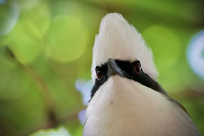 Close-up portrait of a bird