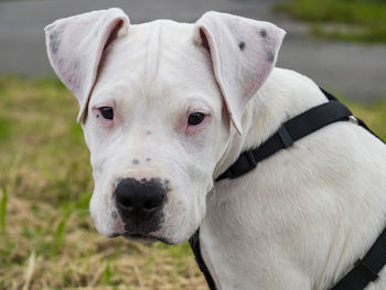 Close-up portrait of dog