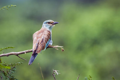 Close-up of bird perching on branch