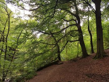 Trees growing in forest