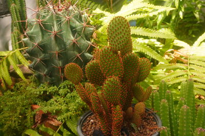 Close-up of cactus plant growing on field