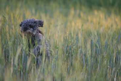 Cute 1 year old grey colored silver poodle dog jumping happily through a corn field at sunset