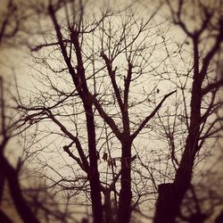 Bare trees against sky at sunset