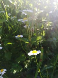 Close-up of daisy flowers in garden
