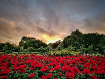 Close-up of red flowers growing on field against sky
