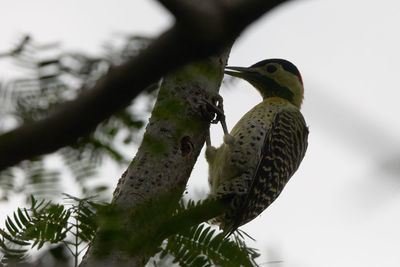 Bird perching on a branch