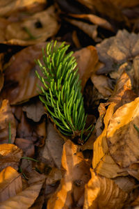Close-up high angle view of leaves