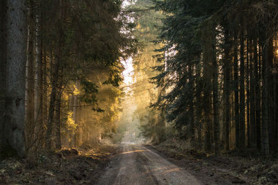 Dirt road amidst trees in forest