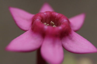 Close-up of pink flower blooming outdoors