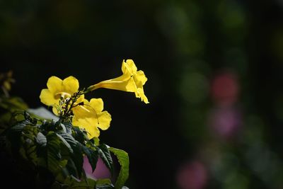 Close-up of yellow flowering plant