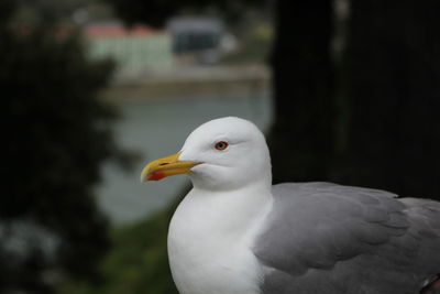 Close-up of seagull