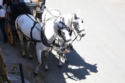 High angle view of horse cart on road