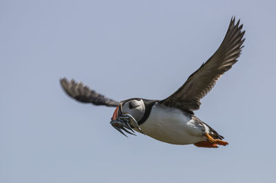 Puffin carrying fishes flying in clear sky