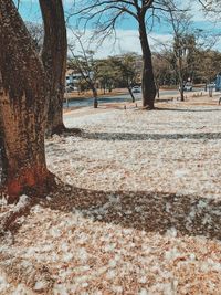 Trees on field in park against sky