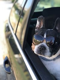 Dog looking through car window