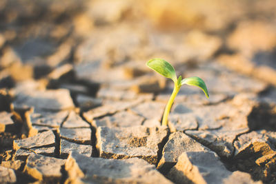 Close-up of plant on barren field