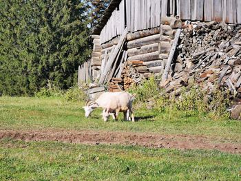 Goats grazing on land