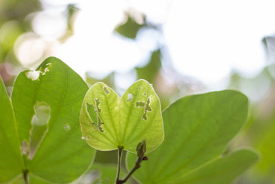 Close-up of green leaves