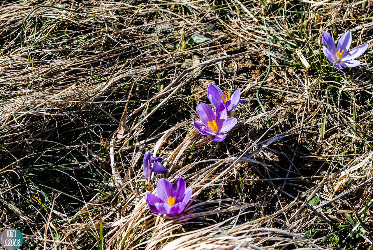 CLOSE-UP OF PURPLE CROCUS FLOWERS ON LAND