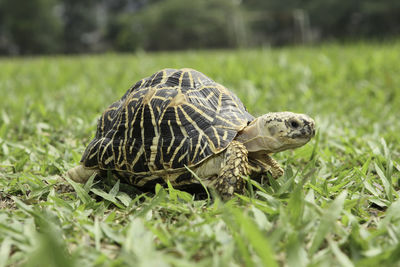 Close-up of a turtle on grass