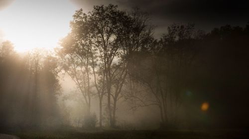 Sun shining through trees