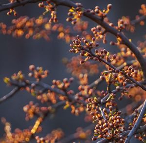 Close-up of flowers on branch