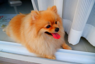 Close-up of dog sticking out tongue at home