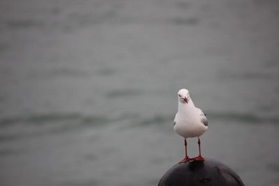 Close-up of seagull perching 