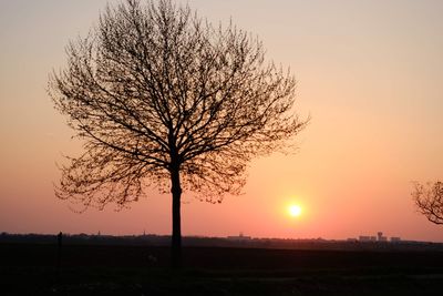 Silhouette bare tree on field against sky during sunset