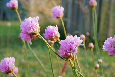 Close-up of pink flowering plants on field
