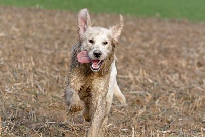 Dog running on field