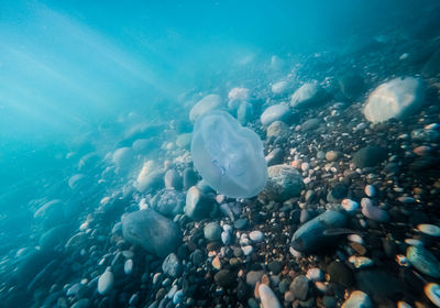 Jellyfish swimming in sea