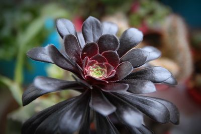 Close-up of flowering plant