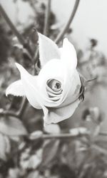 Close-up of white rose blooming outdoors