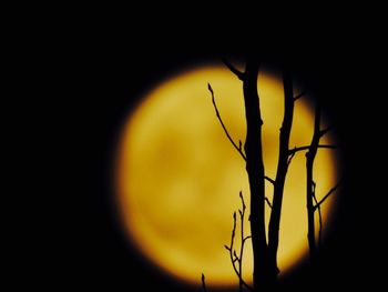 Close-up of silhouette bare tree