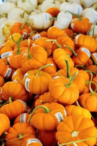 Close-up of pumpkins
